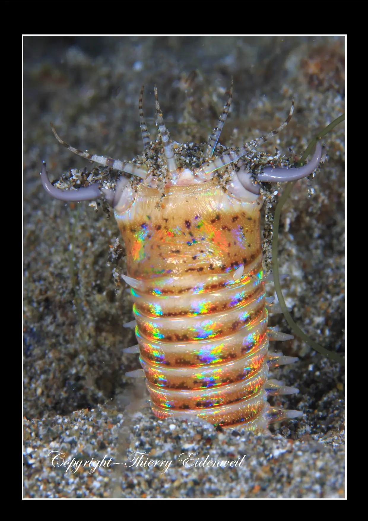 Anilao Macro Dive Media Highlight